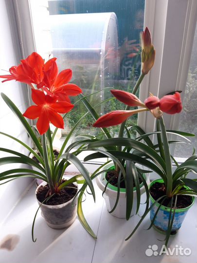 Красавец Амарилис