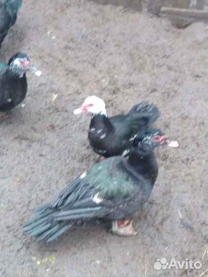 Индоутка мускусная утка тушка