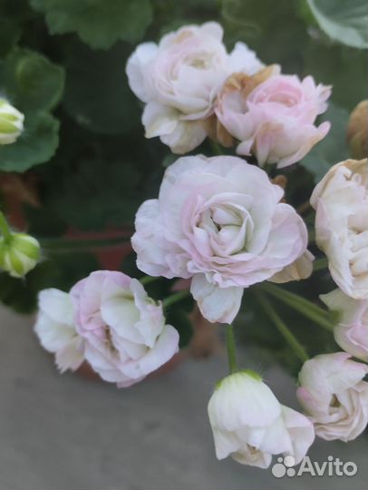 Пеларгония