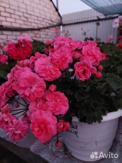 Пеларгония сортовая