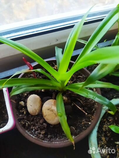 Хлорофитум