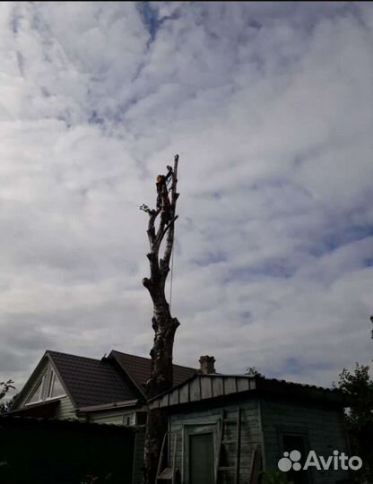 Спил и удаление деревьев