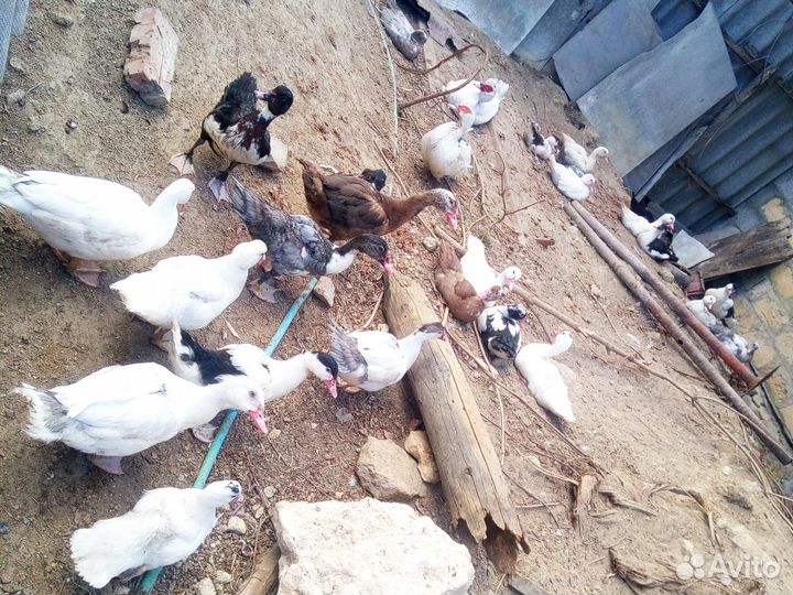 Индоутята подрощенные