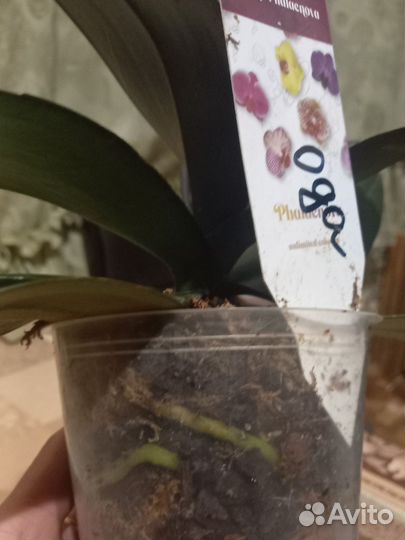 Орхидея фаленопсис,сортовая,Ода'