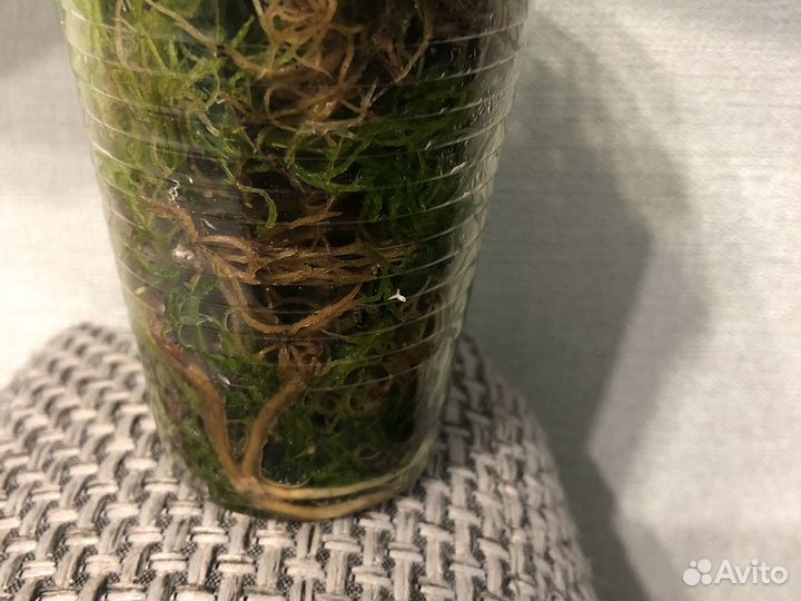 Сциндапсус