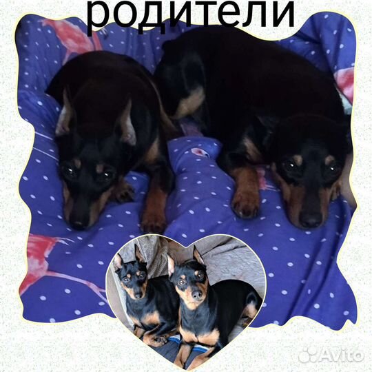 Щенки цвергпинчера