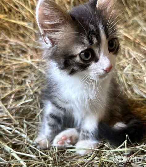 Котята в добрые руки бесплатно