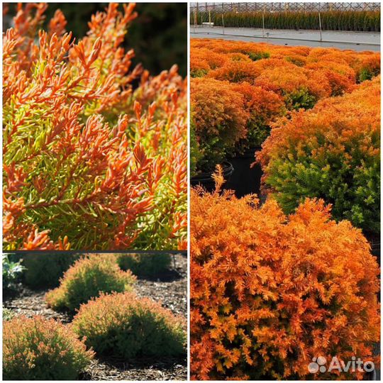 Туя Фаер Чиф