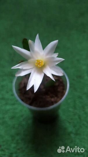 Традесканция и декабристы