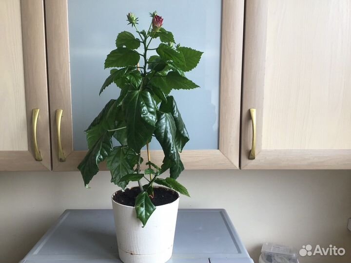 Комнатные цветы