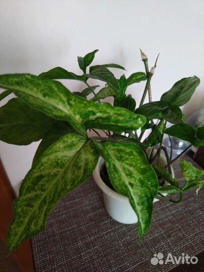 Комнатные цветы набор из 10 цветов