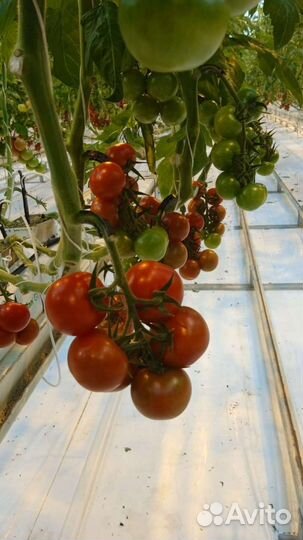 Семена томатов огурцов