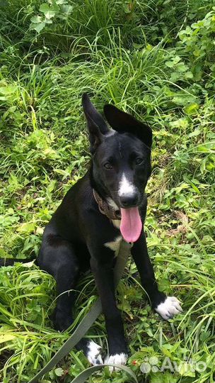 Собака, метис овчарки