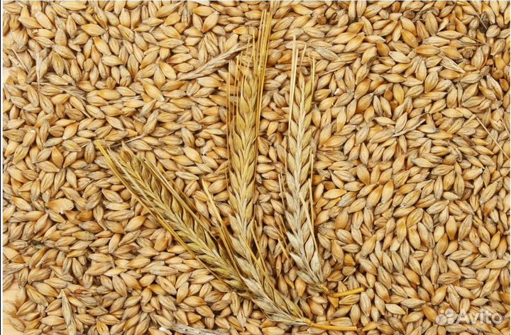 Зерно-Ячмень,Кукуруза,Шрот Подсолнечника