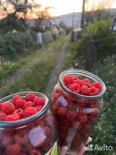 Ремонтантная малина