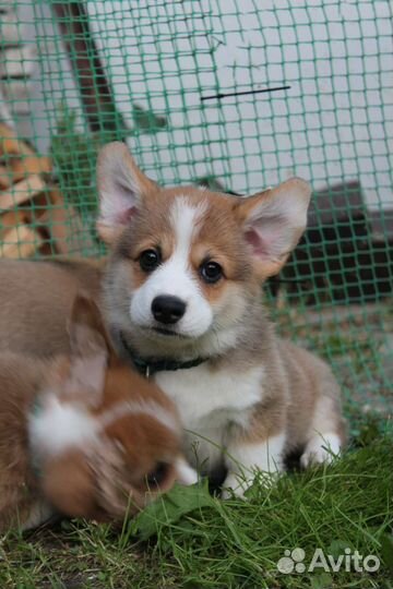 Щенки вельш-корги пемброк
