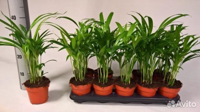 Хризалидокарпус 12 60