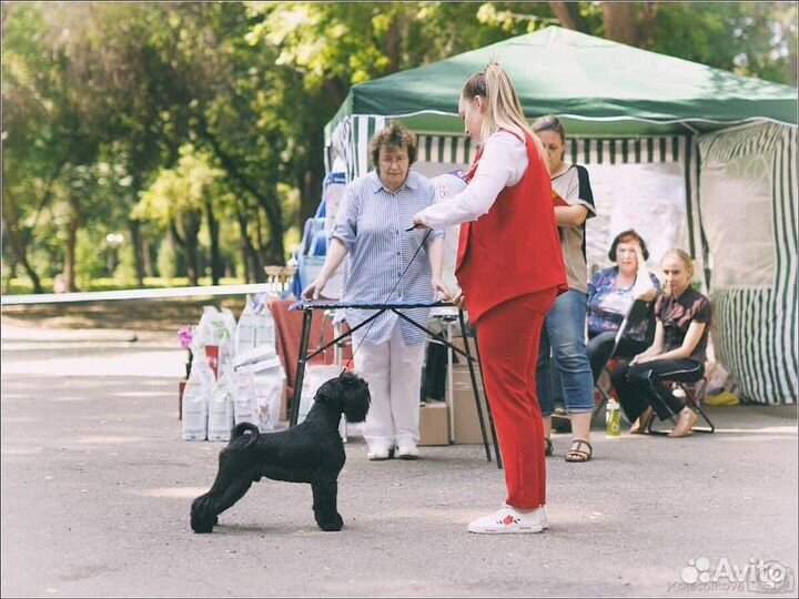 Хендлер в г.Самара