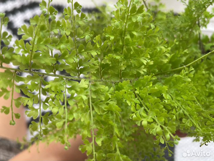 Папоротники глориоза мариса и дассада