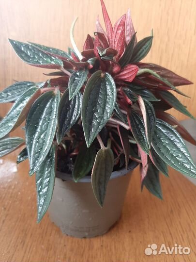 Пеперомия Россо