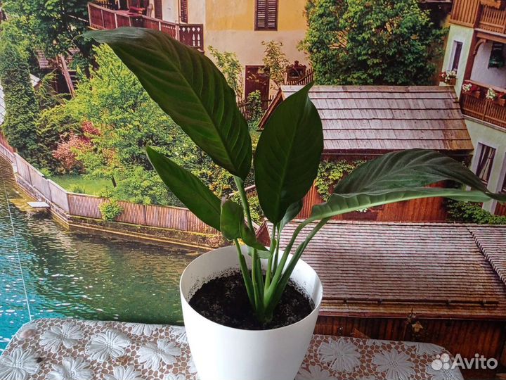 Спатифилум, Гибискус