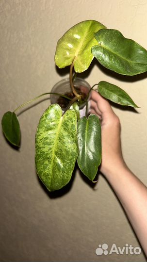 Монстера альба, алоказия, филодендрон