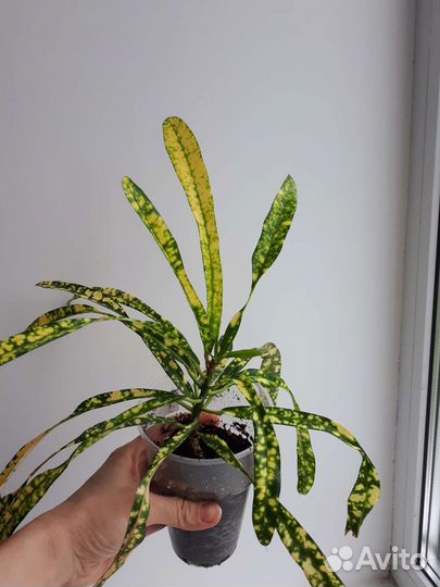 Кротон кодиеум Gold star