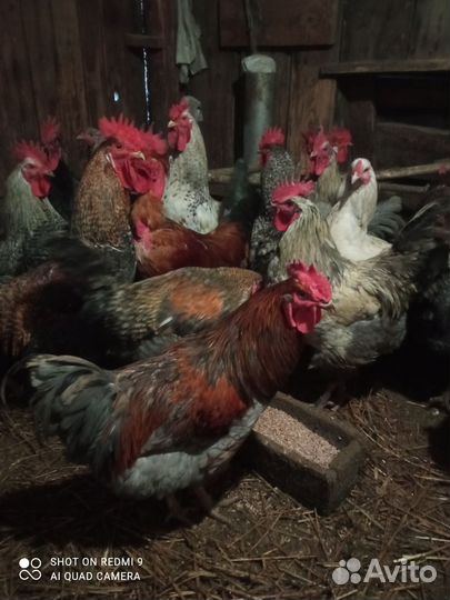 Молодые петушки