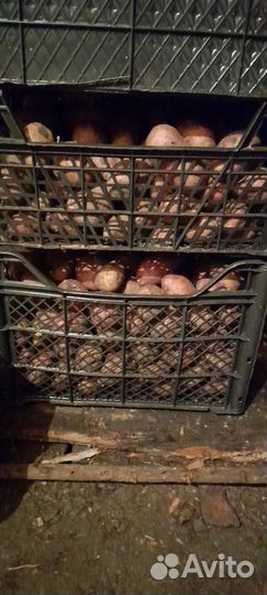 Соленья, картошка, свёкла