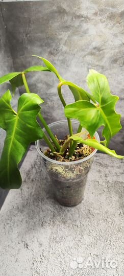 Филодендроны разные