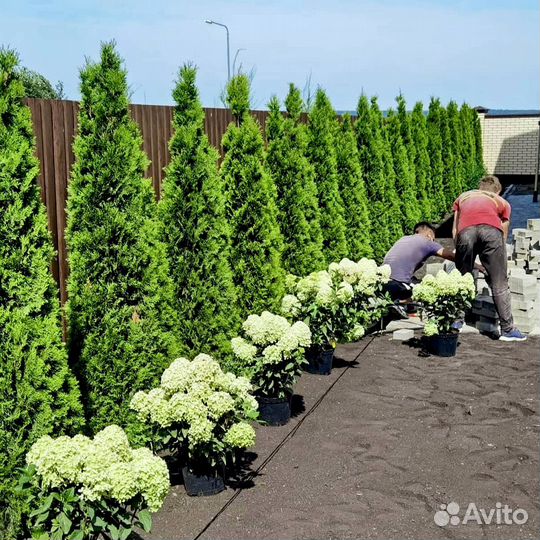 Калуга. Туя смарагд 2.5 метра. Гарантия год