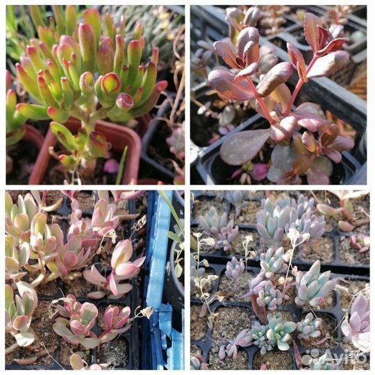 Растения для альпийской горки, почвопокровные