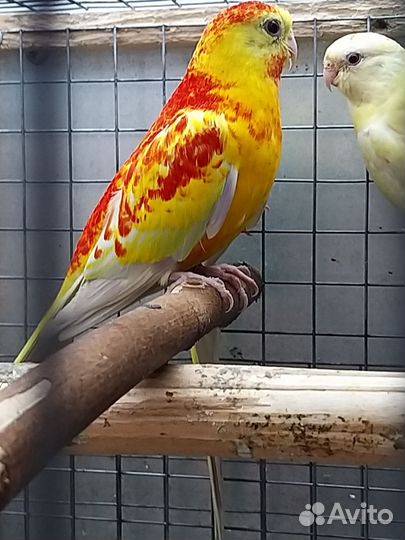 Певчие попугаи