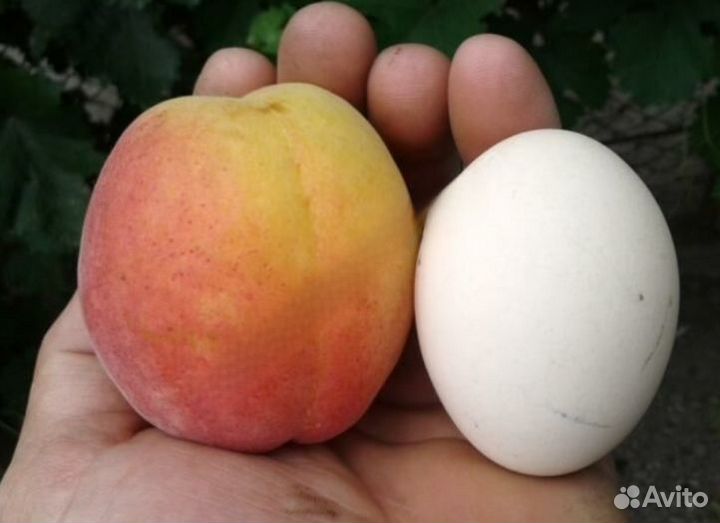 Саженцы Гигантского Абрикоса