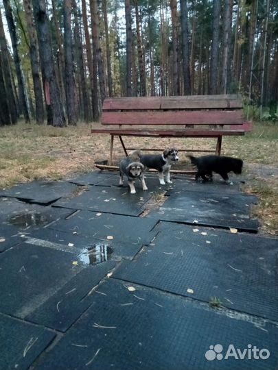 Щенята мальчики