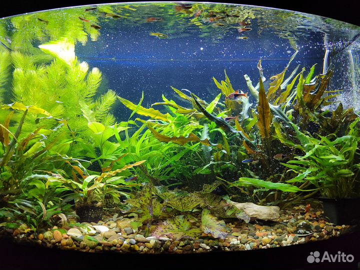 Аквариумные растения