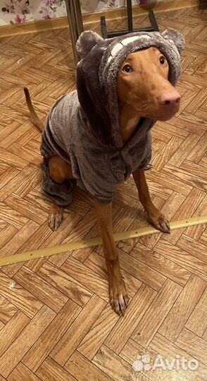 Костюм для собаки