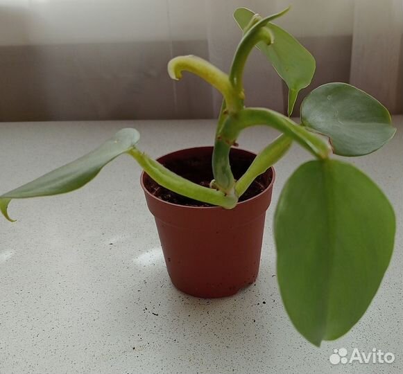 Филодендроны сортовые