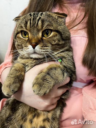 Шотландский вислоухий кот вязка