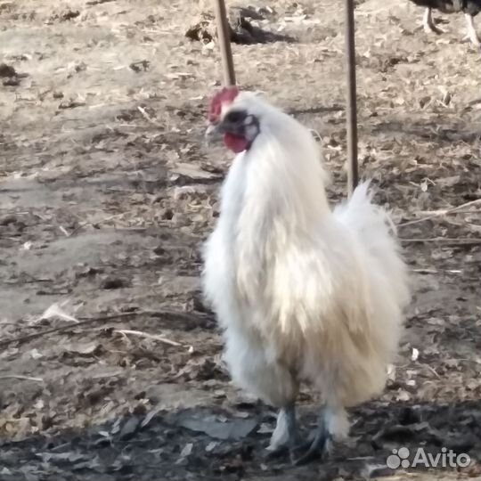 Молодые петухи