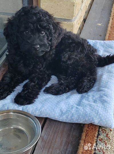 Карликовый пудель