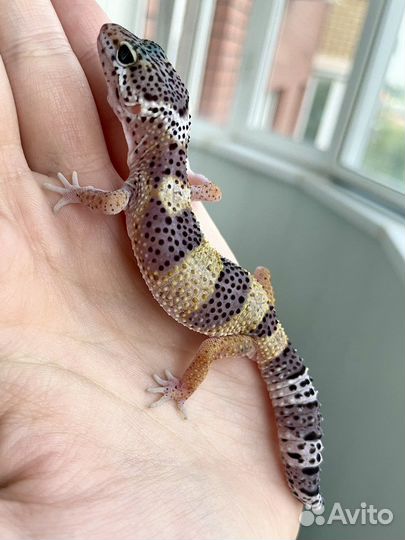 Эублефар от заводчика