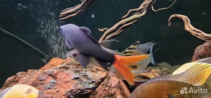 Лабео биколор