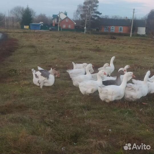 Гуси на завод