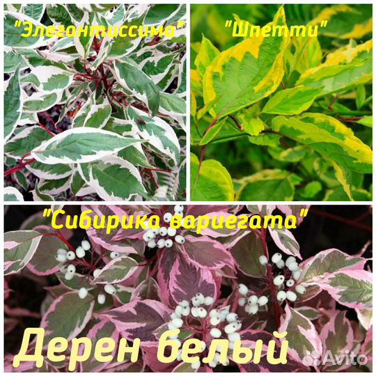 Сирень венгерская, гортензия, спирея и др