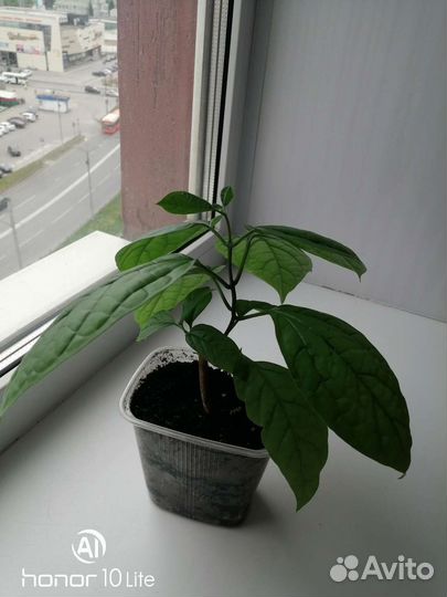 Клеродендрум госпожи Томпсон