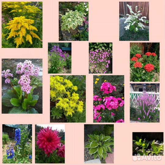 Многолетние растения для вашего сада