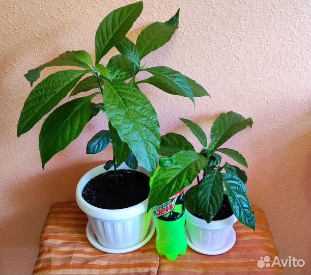 Пахистахис красный - экзот тропический