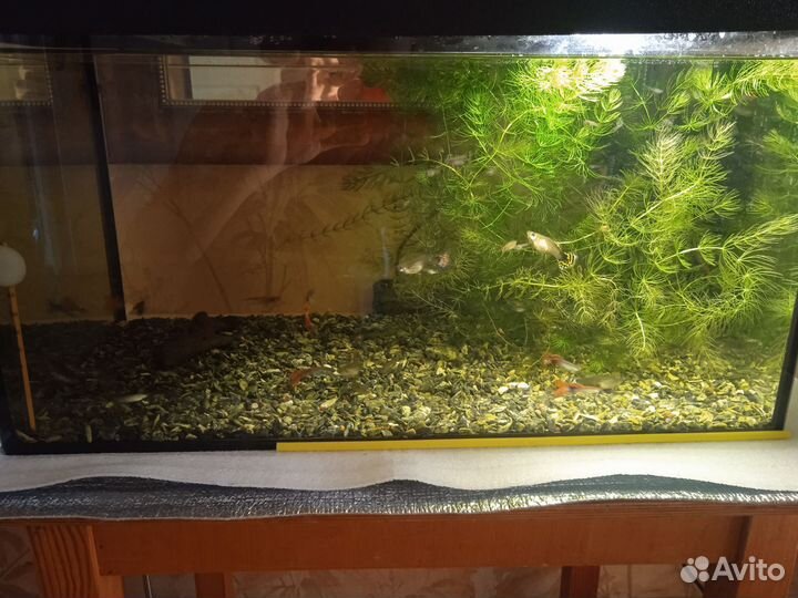 Аквариум