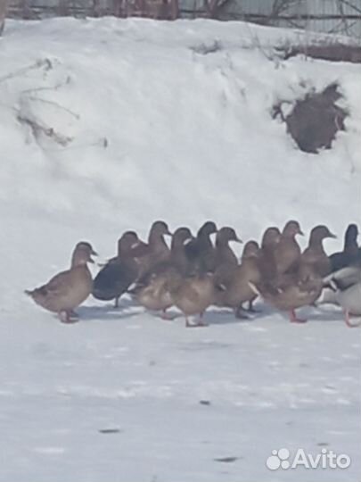 Дикая утка кряква